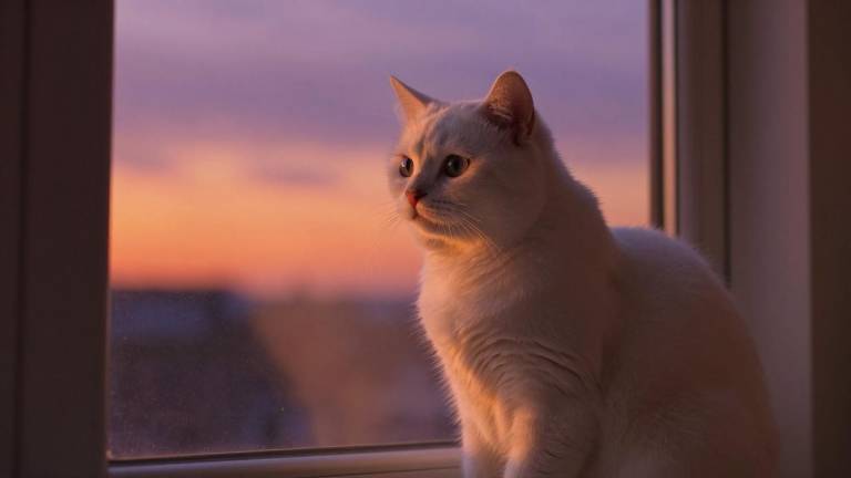 外交部回应美方对欧洲八国加征关税第一张图